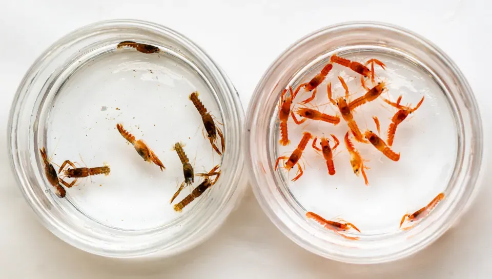 Petri dishes containing several rare lobster larvae